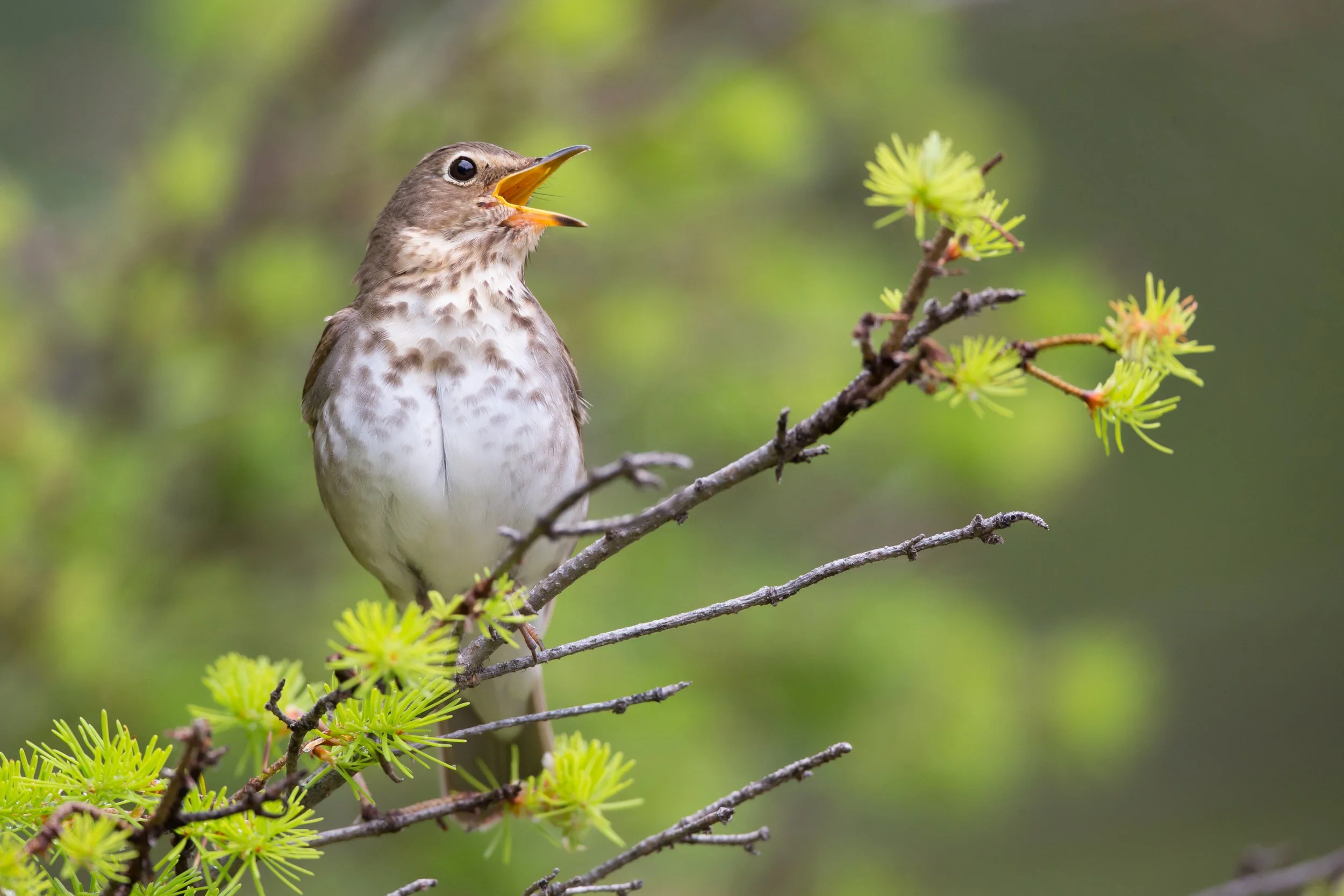 shutterstock_144771523_Swainson's Thrush or Hermit Thrush.jpg