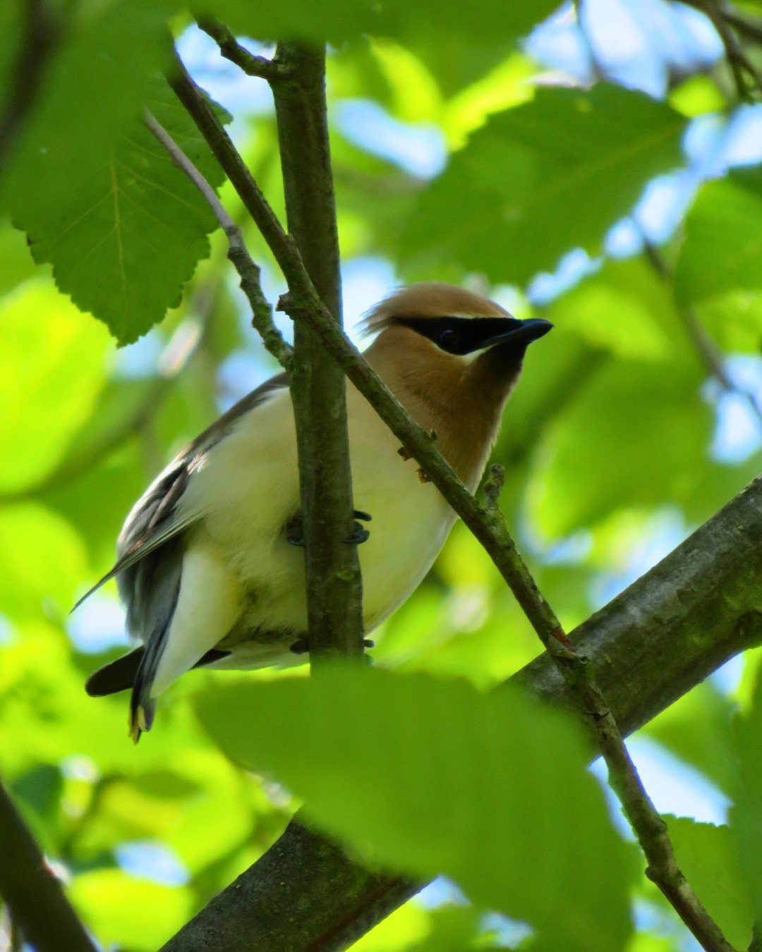 Bird nesting season has begun!

Spring and summer mean busy times for our resident birds and the migratory species returning from the south. With bugs and berries in abundance, they&rsquo;re building nests all around.

Did you know that nesting birds