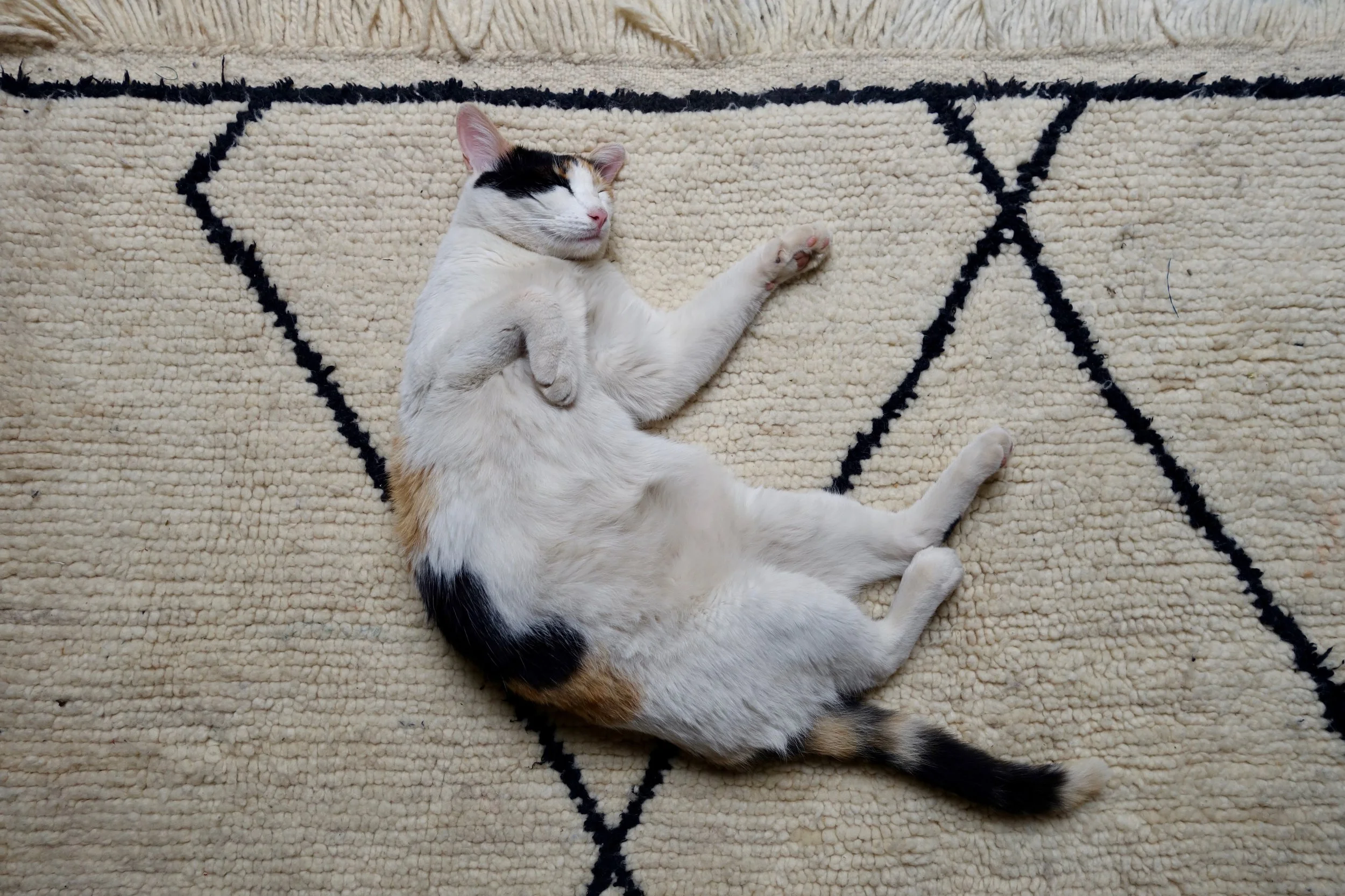 DSC05237.jpg