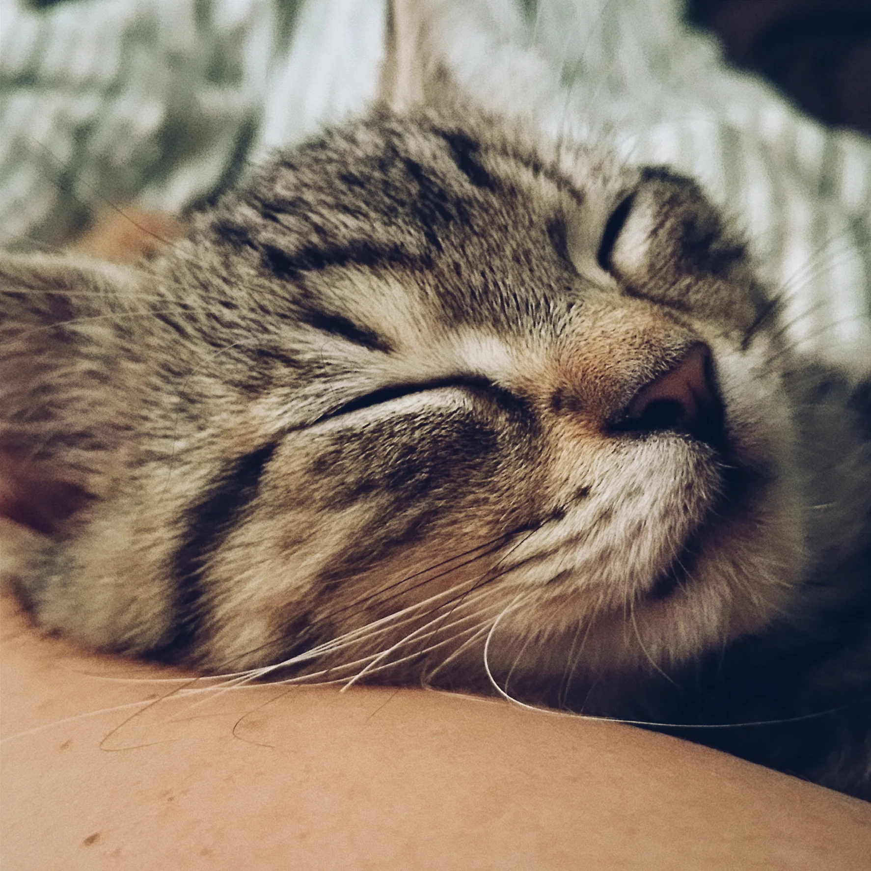 oh...and a kitten pic...cause...how can i not post that cuteness.