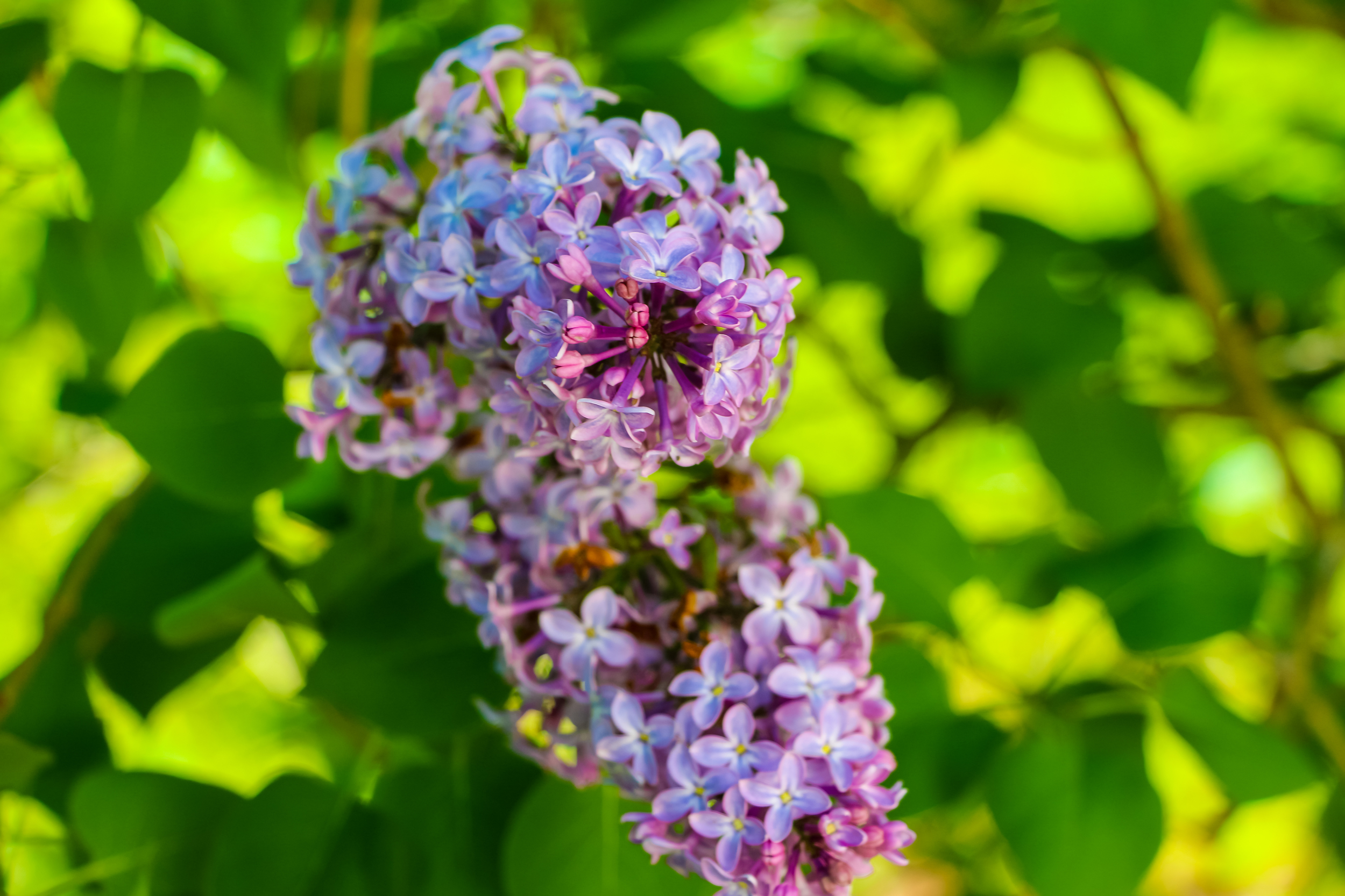 as if a baby belly is not enough enticement to come take photos, they also bought me a diet coke AND told me they had lilacs in their yard! :)