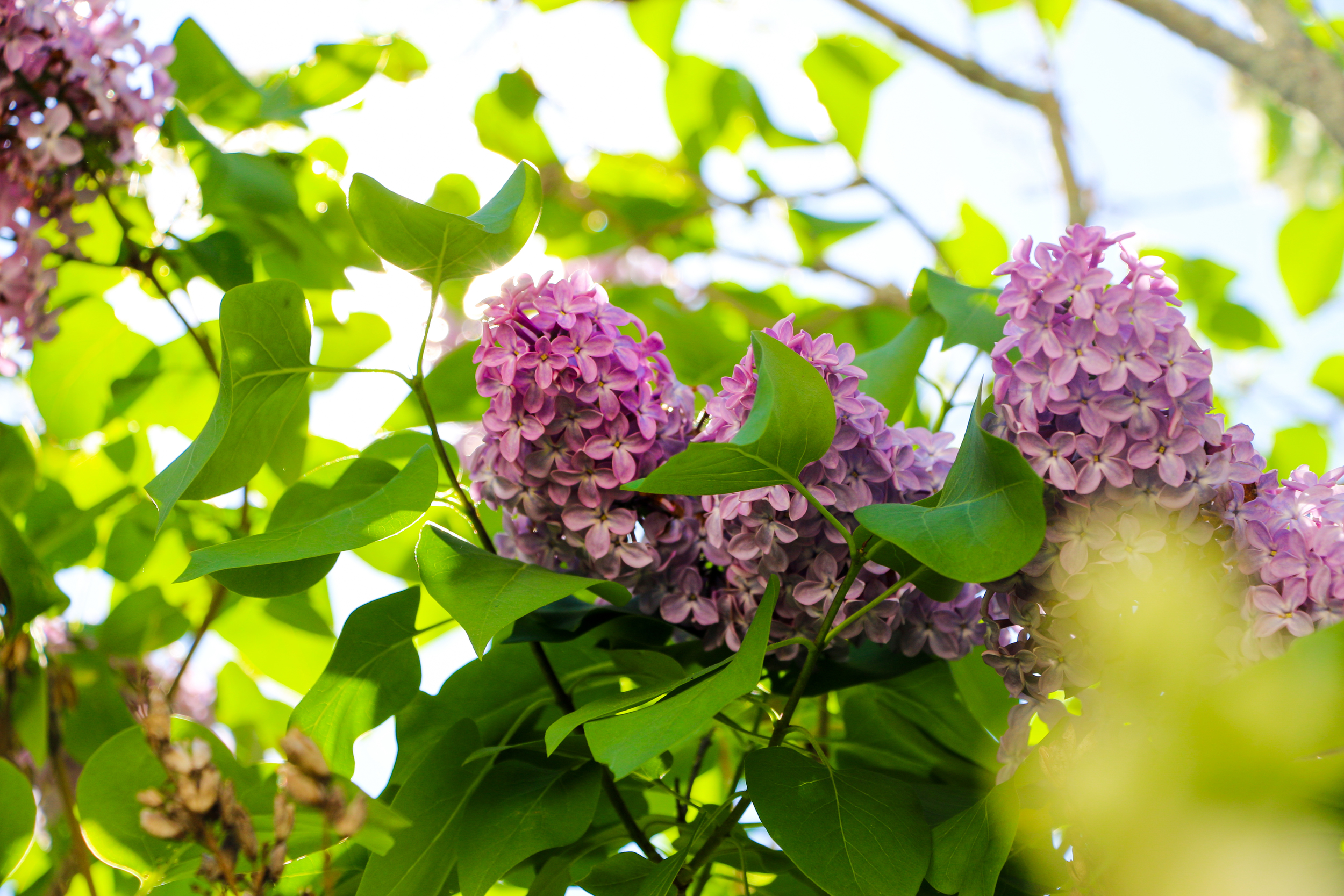 and more lilacs...because...well...they're lilacs!!! :)
