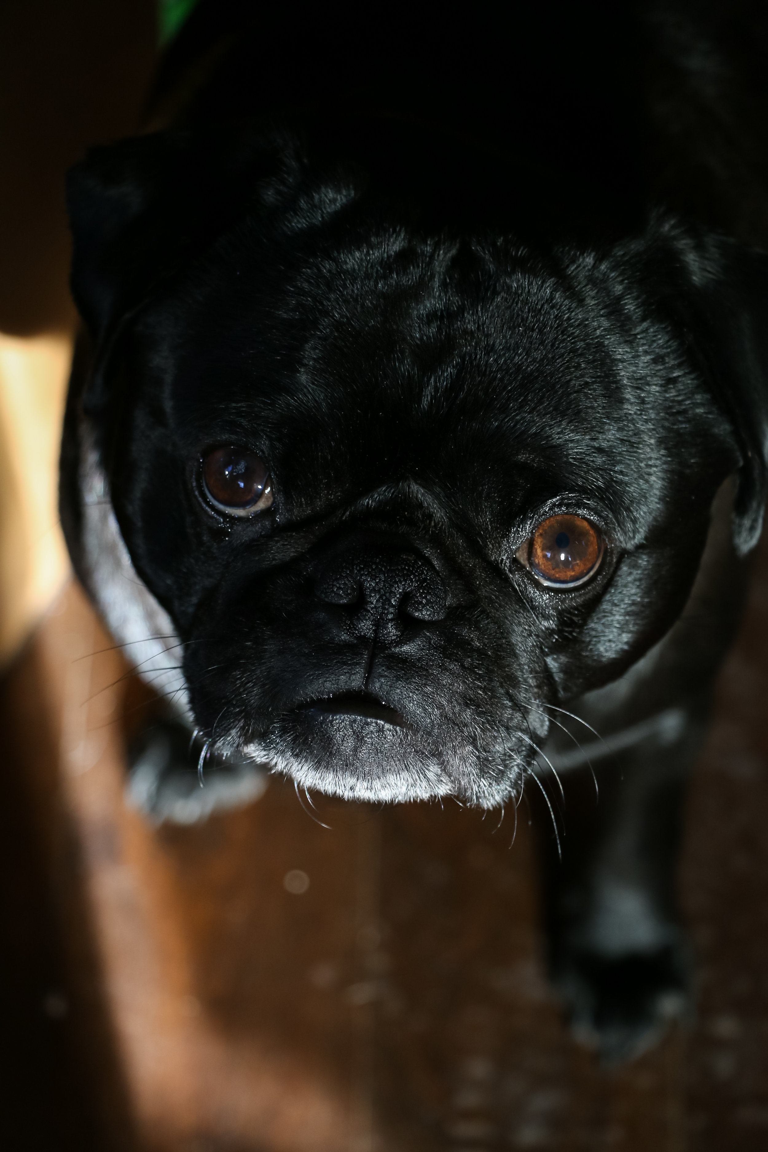 here's a cute pug to start the bombardment off right....