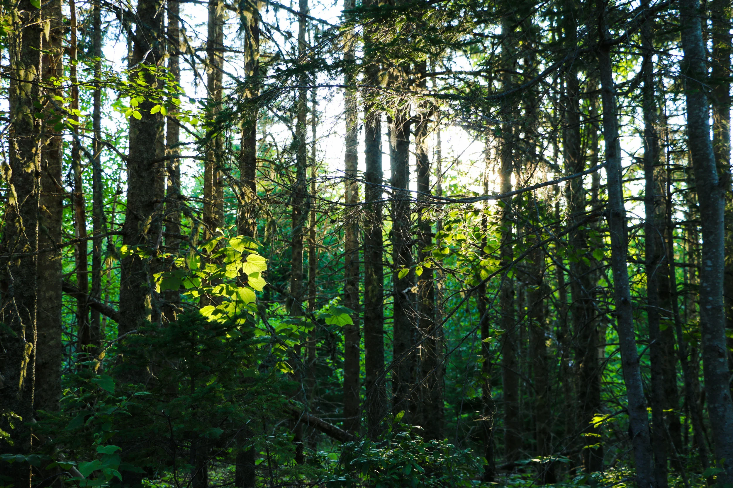 this photo makes me think of fairy tales...I keep waiting to see little red riding hood... (but...not the wolf).