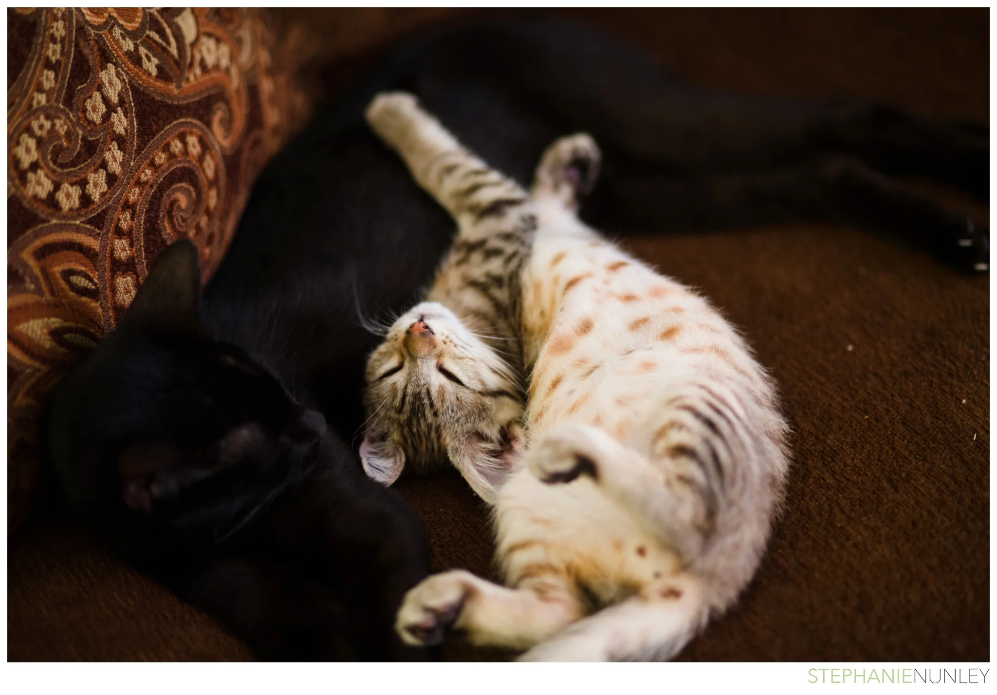 cute-baby-kitten-photos-001