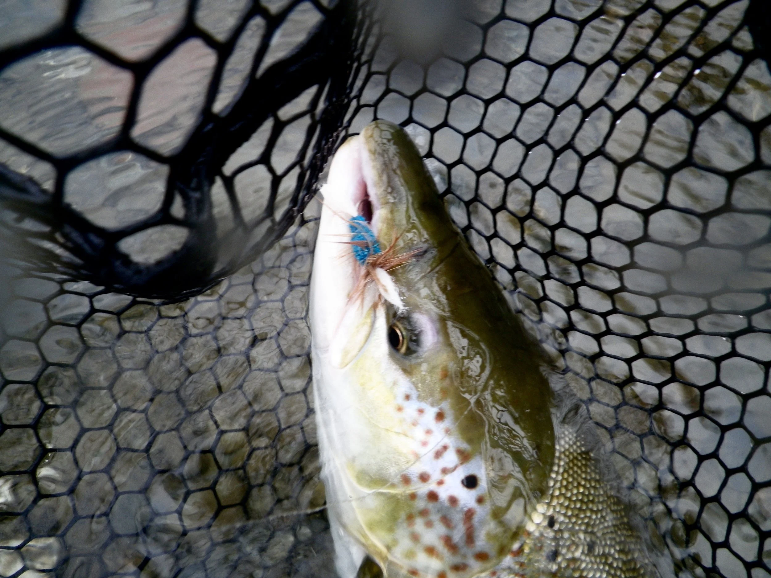 Its hard to keep secrets on what's working in the dry fly department!