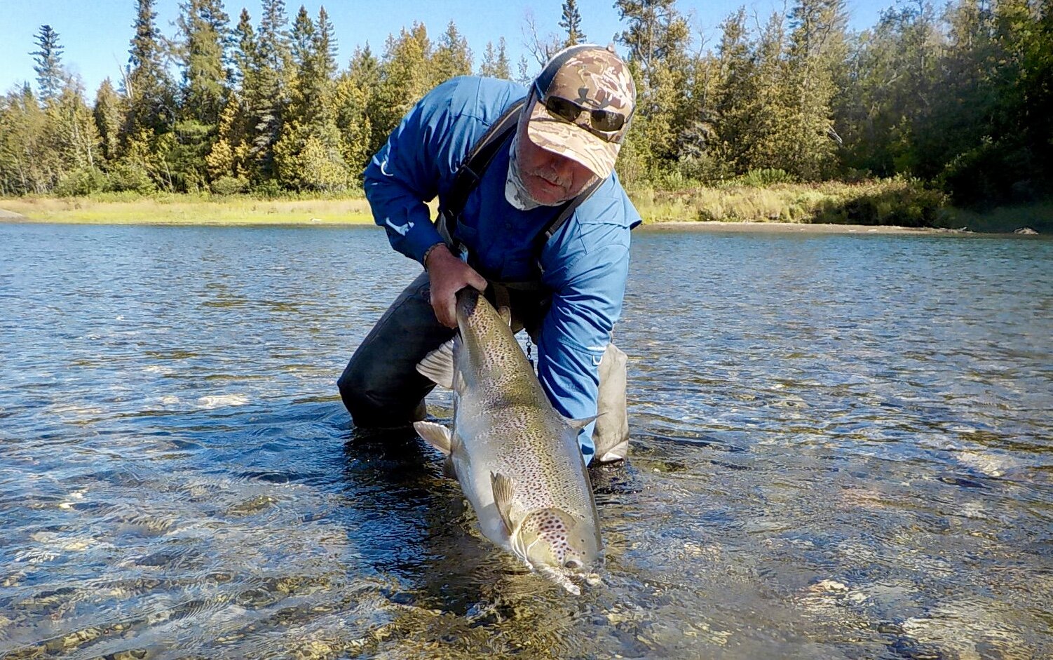The Petite Cascapedia was good to Stephen Flanagan this week! Here he is releasing this beautiful salmon back to her home! Absolutely Stunning Salmon! Congrats Stephen!