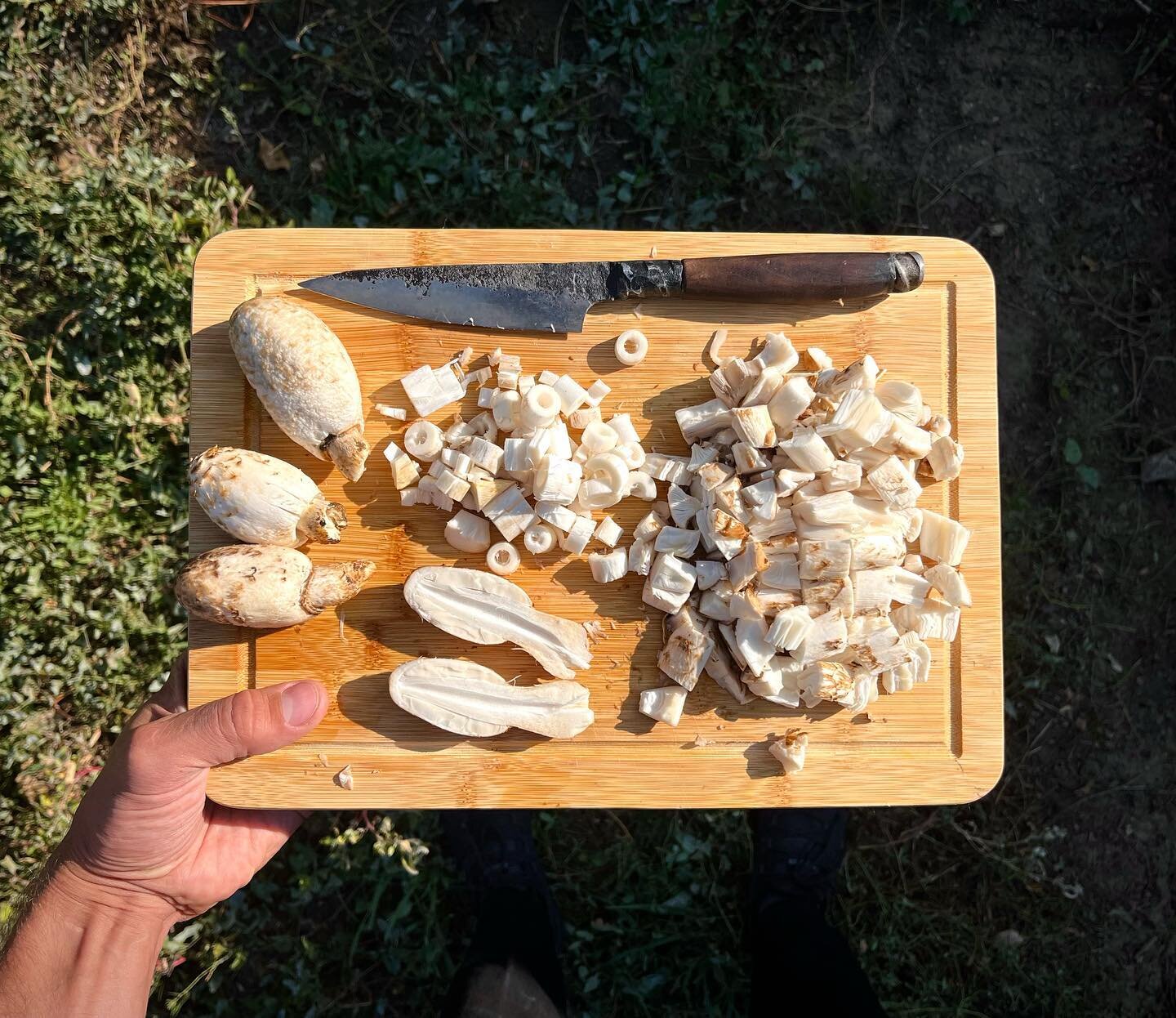 Found a small bounty of Shaggy Mane mushrooms in Golden, CO. 🍄 ✨

#mushrooms #foraging #wildfood #wildfoodwildplaces #mushroomforaging #foragecolorado #eatwild #bewild #goldencolorado #shaggymane #coprinuscomatus