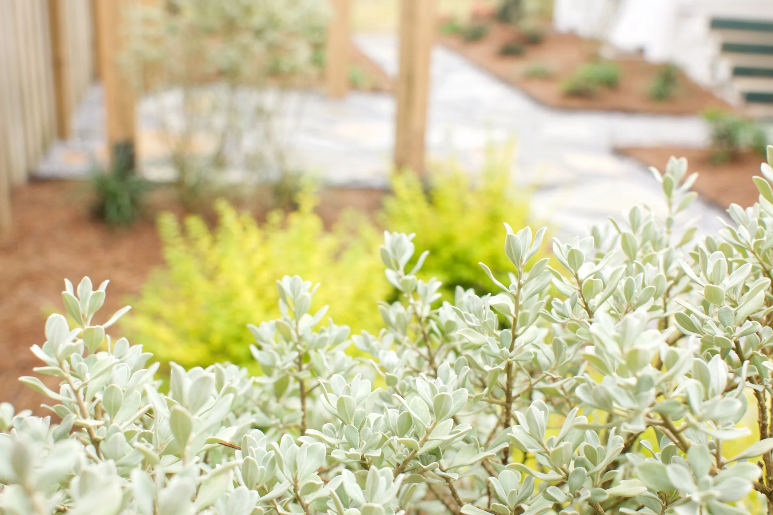Texas sage (forefront) and 'Sunshine' Ligustrum (background)