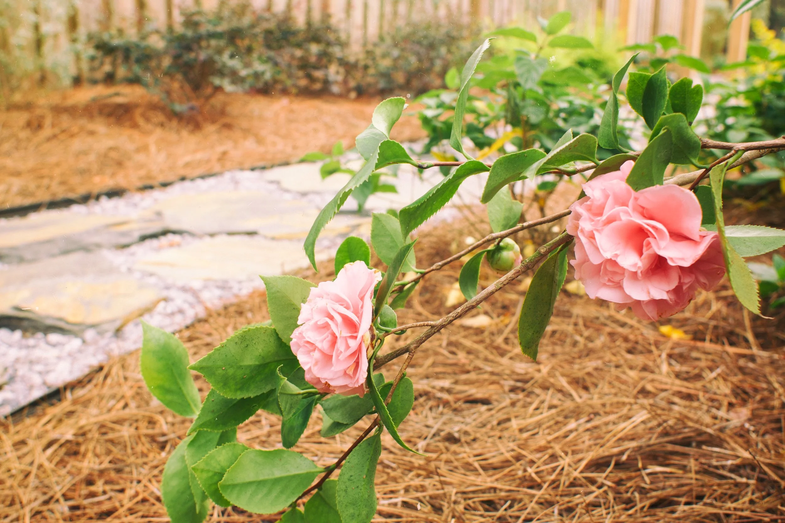 'Debutante' Camellia