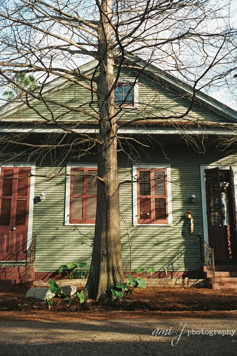 Sidewalk Cypress