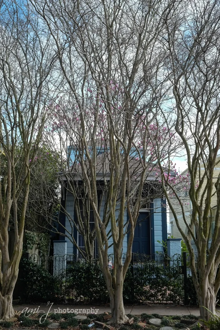 Blanket of Branches
