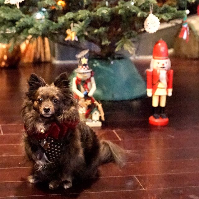 We nearly have nutcrackers bigger than her, but she is still big on personality.  Merry Christmas!  #thismuttmakesmelaugh | #tistheseason | #LouisianaHolidays