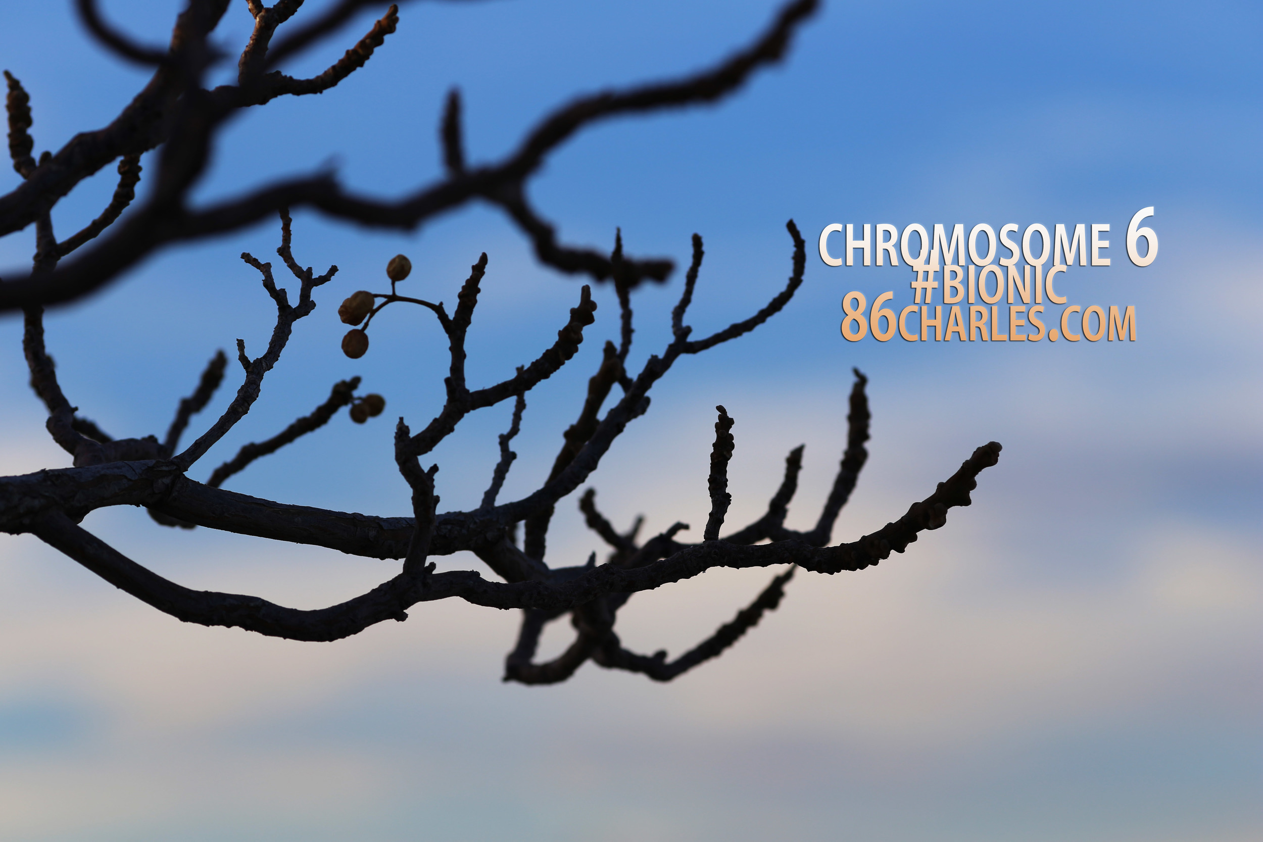 Chromosome 6