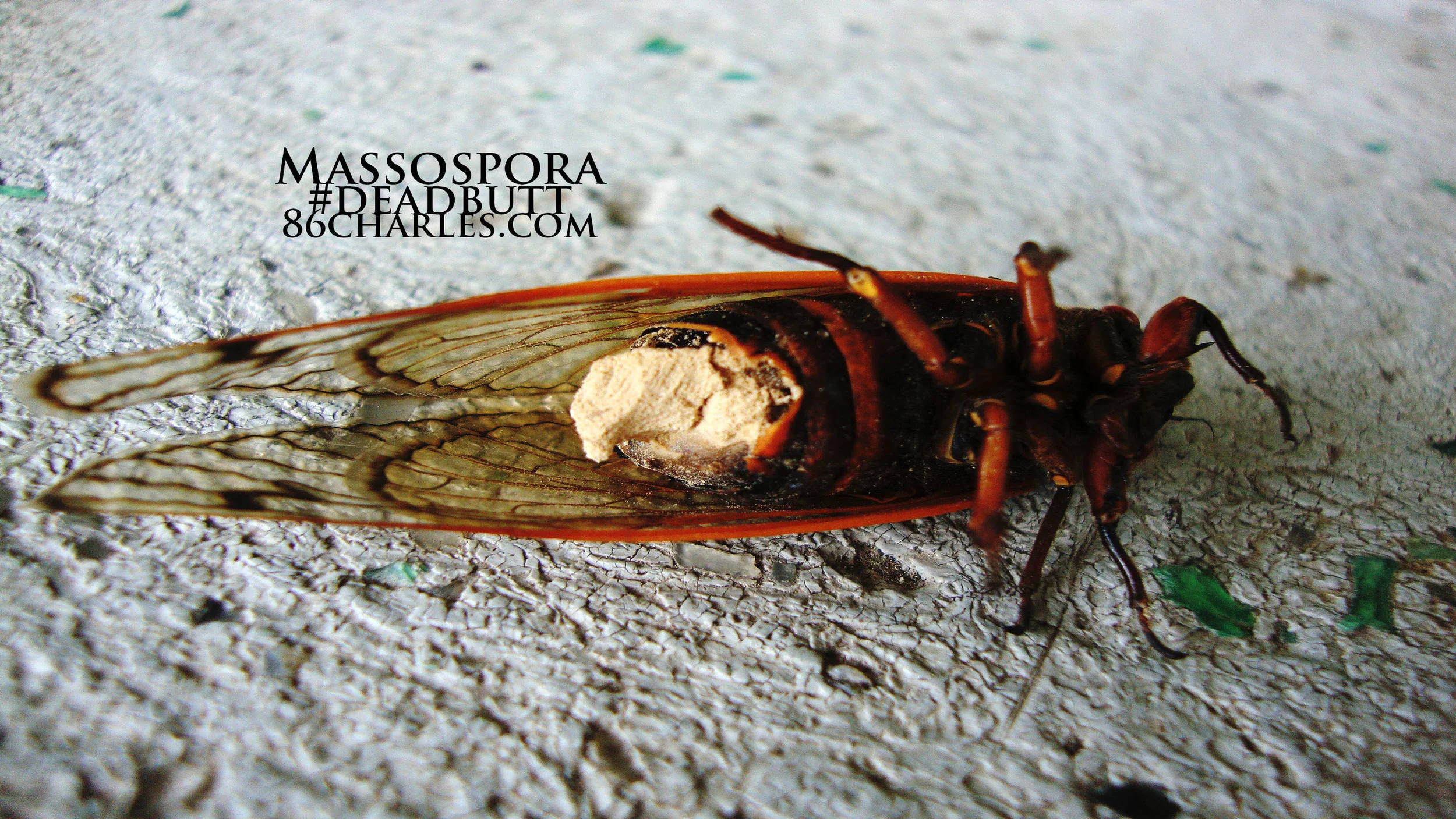 86-83 Massospora.jpg
