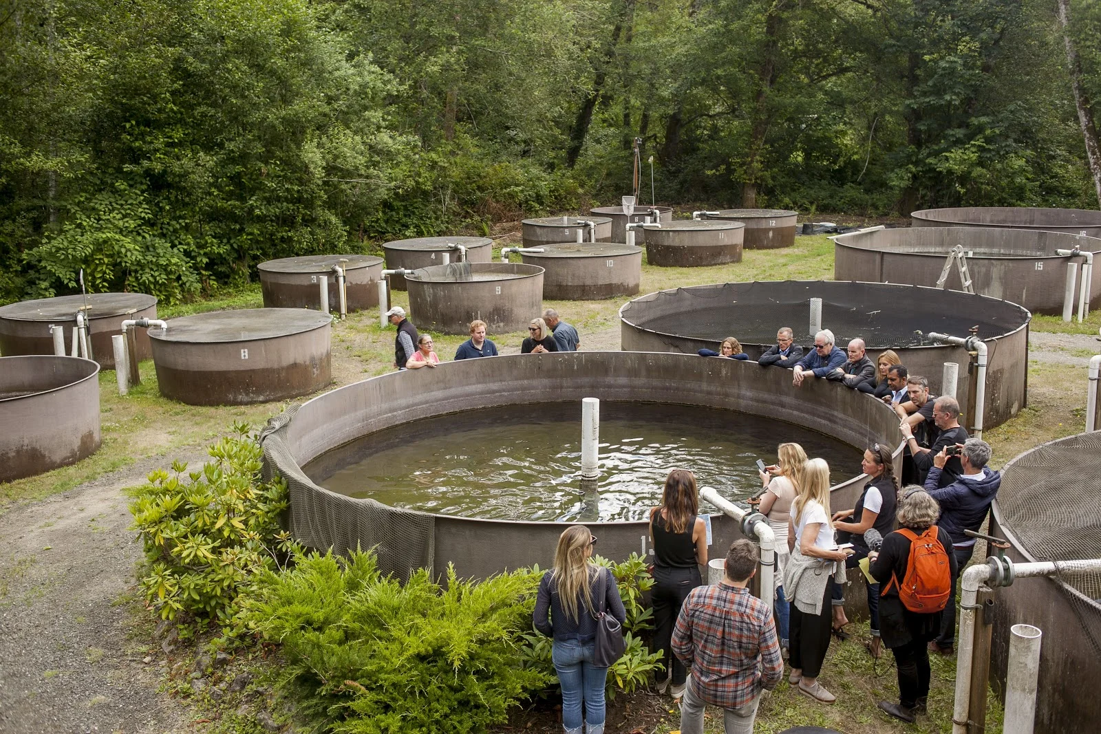 Long Live the Kings finfish facility. Photo by Marina Piedade, Van Alen