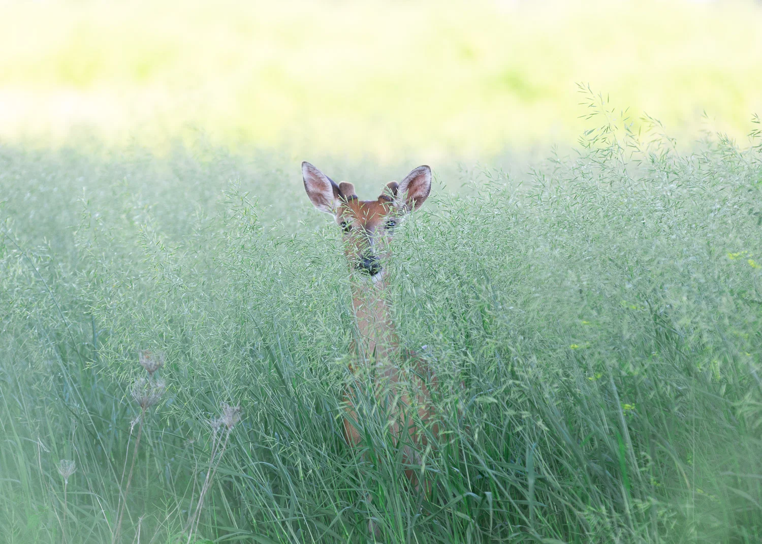 o' deer.jpg