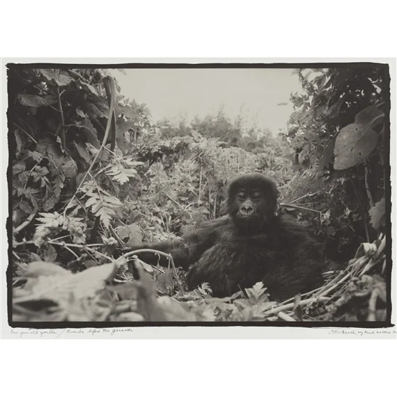 One Year Old Gorilla in Rwanda, Before the Genocide