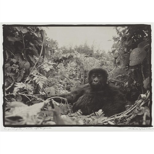 Peter Beard "One Year old Gorilla in Rwanda Before the Genocide"