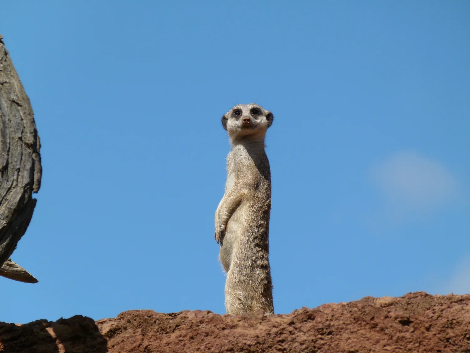 Thoughts on Meerkat