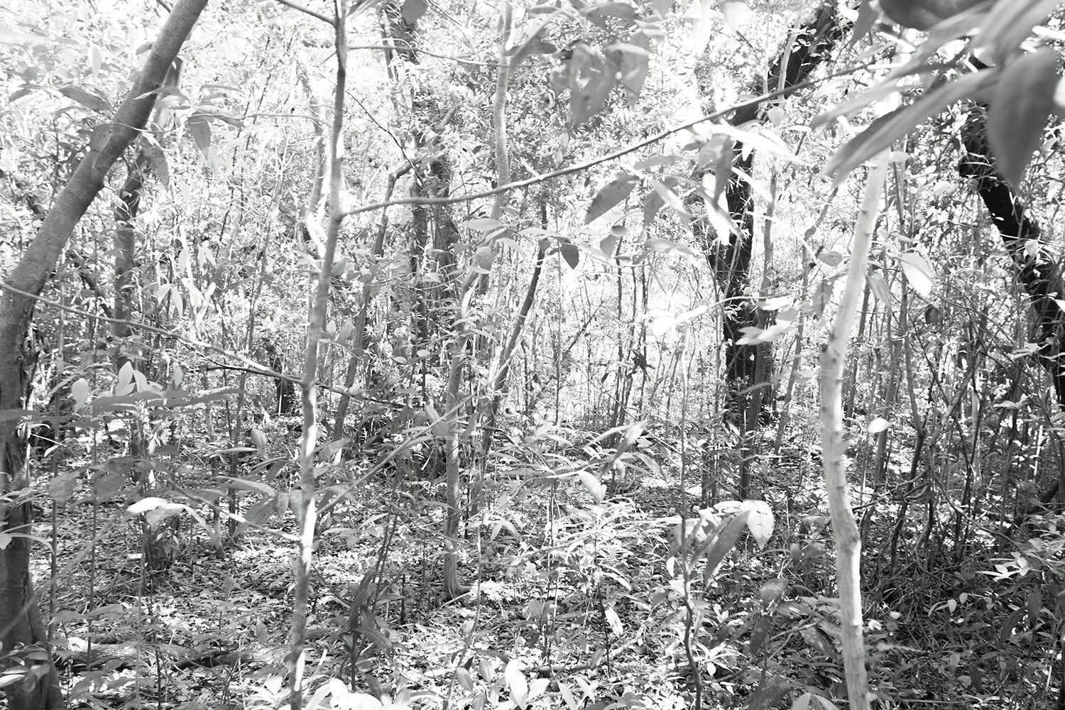 mangroves 3, 2017 ARCHIVAL PIGMENT PRINT ON COTTON RAG PAPER FRAMED, DATED AND SIGNED ON VERSO SIZES 45 X 30 INCHES 36 X 24 INCHES