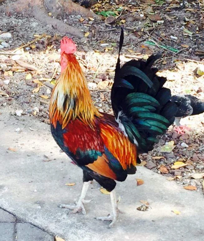 Key West by Appointment Only