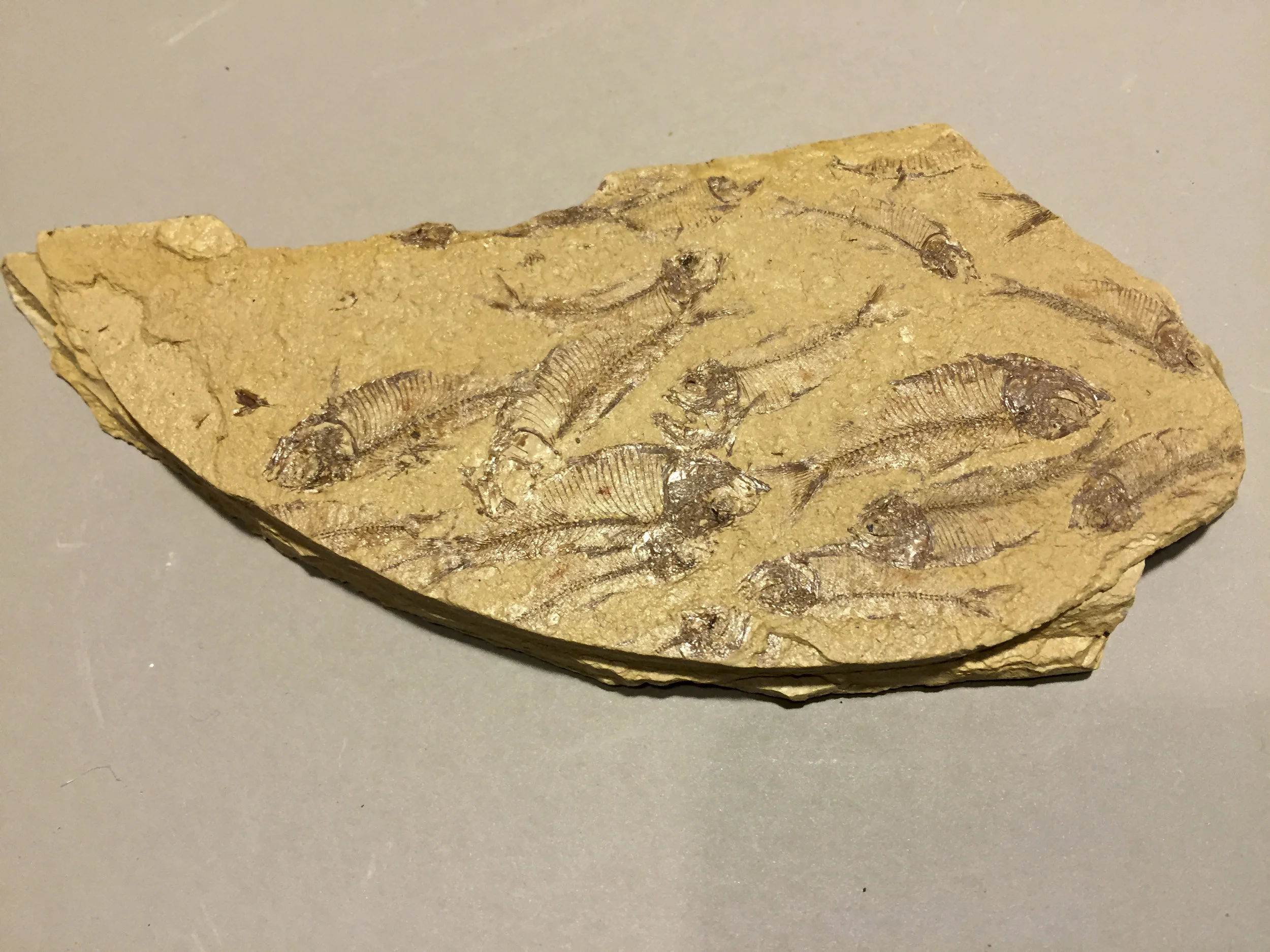 Fossilised fish - unknown type and period
