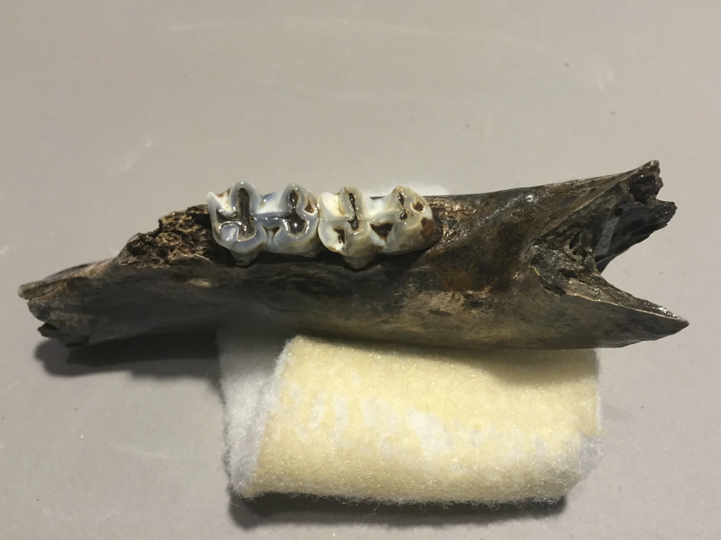 Jawbone from the macropus titan (Extinct Kangaroo)