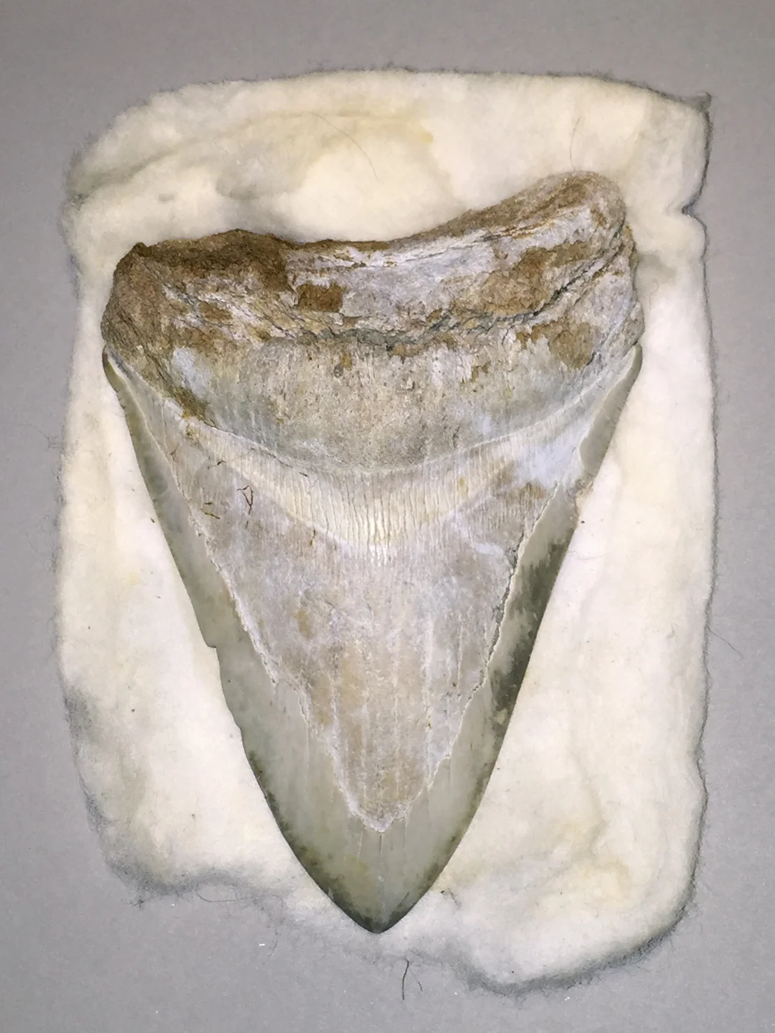 Fossilised megalodon tooth (Great White Shark)