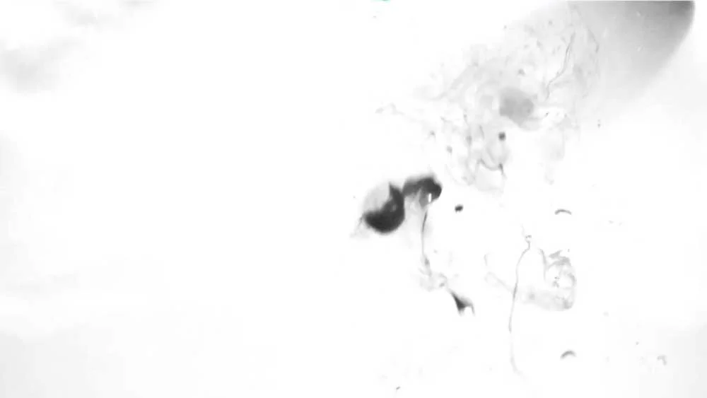 gala-wasp-video-4.jpg