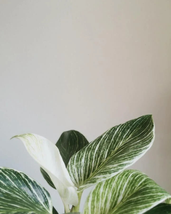 El color de sus hojas ha hecho que se convierta en la nueva planta preferida de los interioristas. Foto Potplantstudio