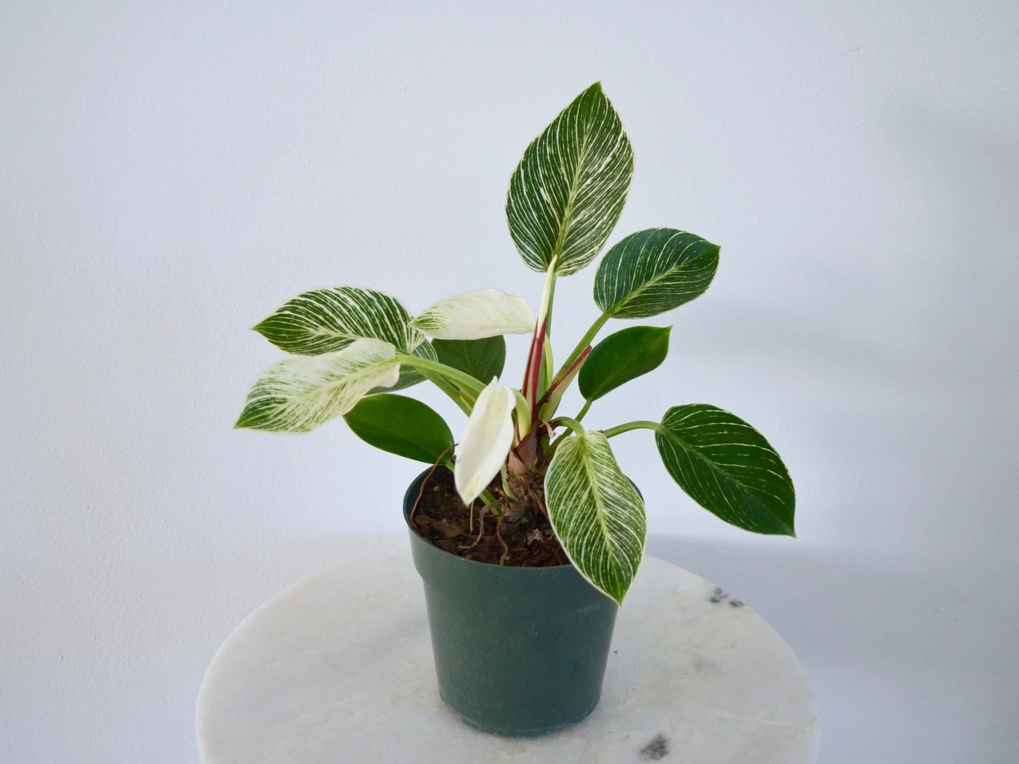 Philodendron Birkin, una planta de interior perfecta para decorar y muy fácil de cuidar. Foto Outsideinco