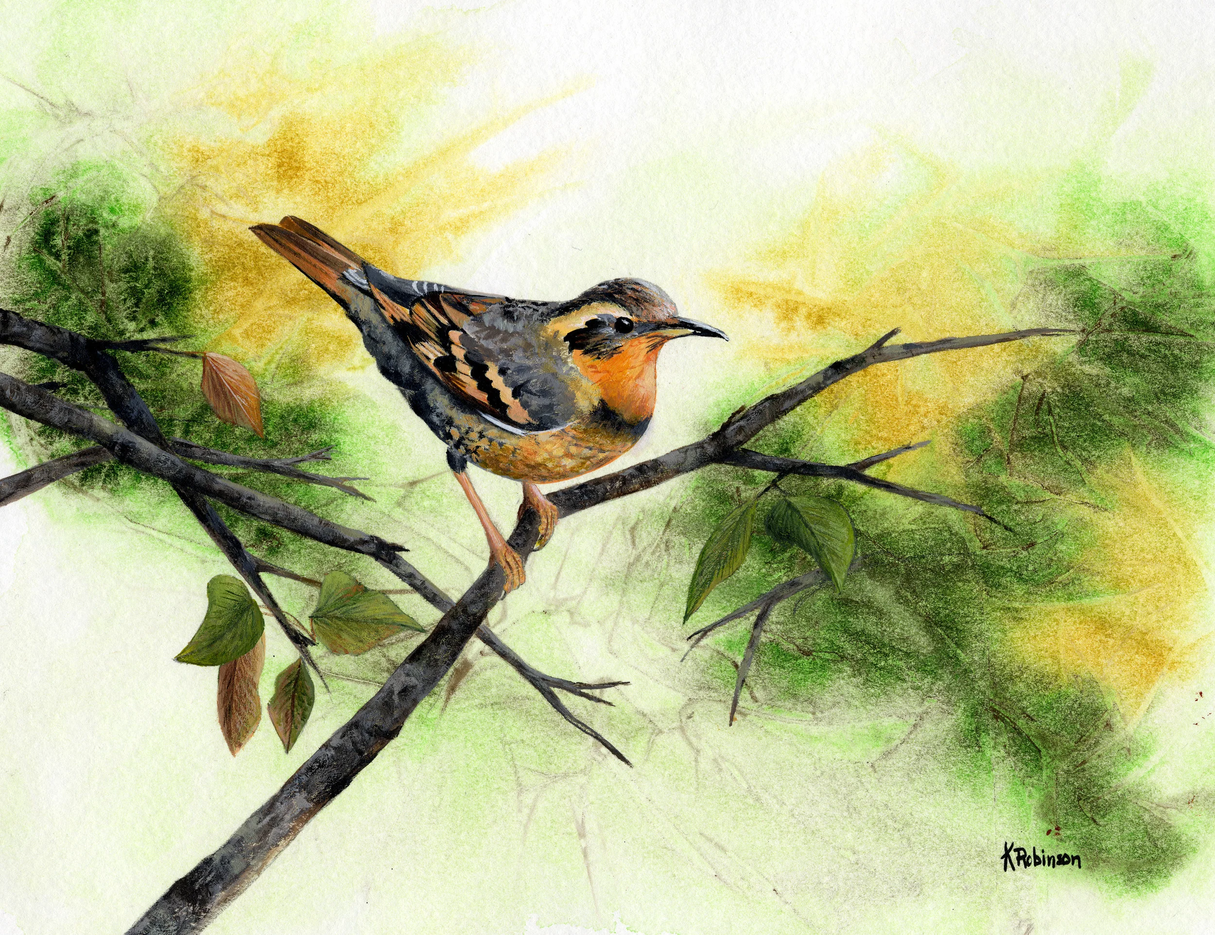 Varied Thrush