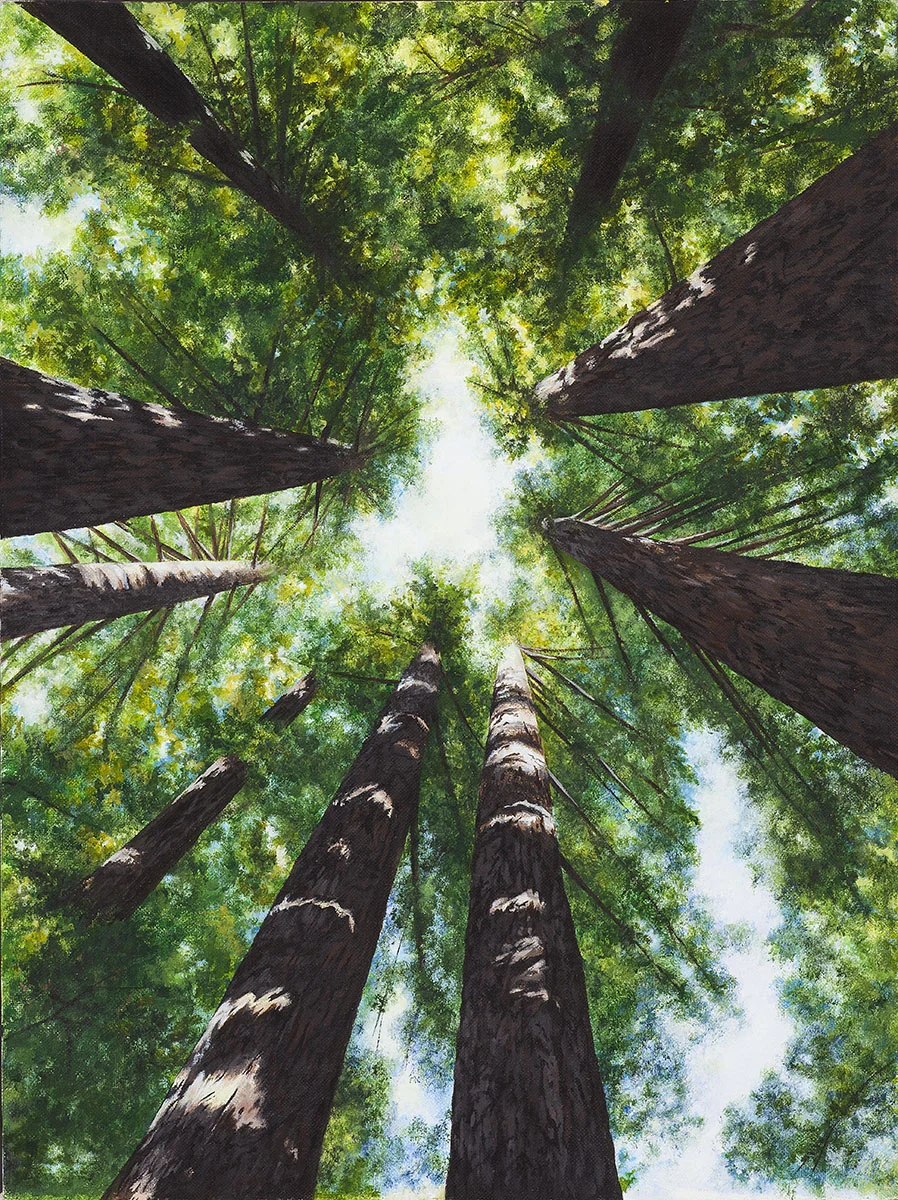 Redwood Sky