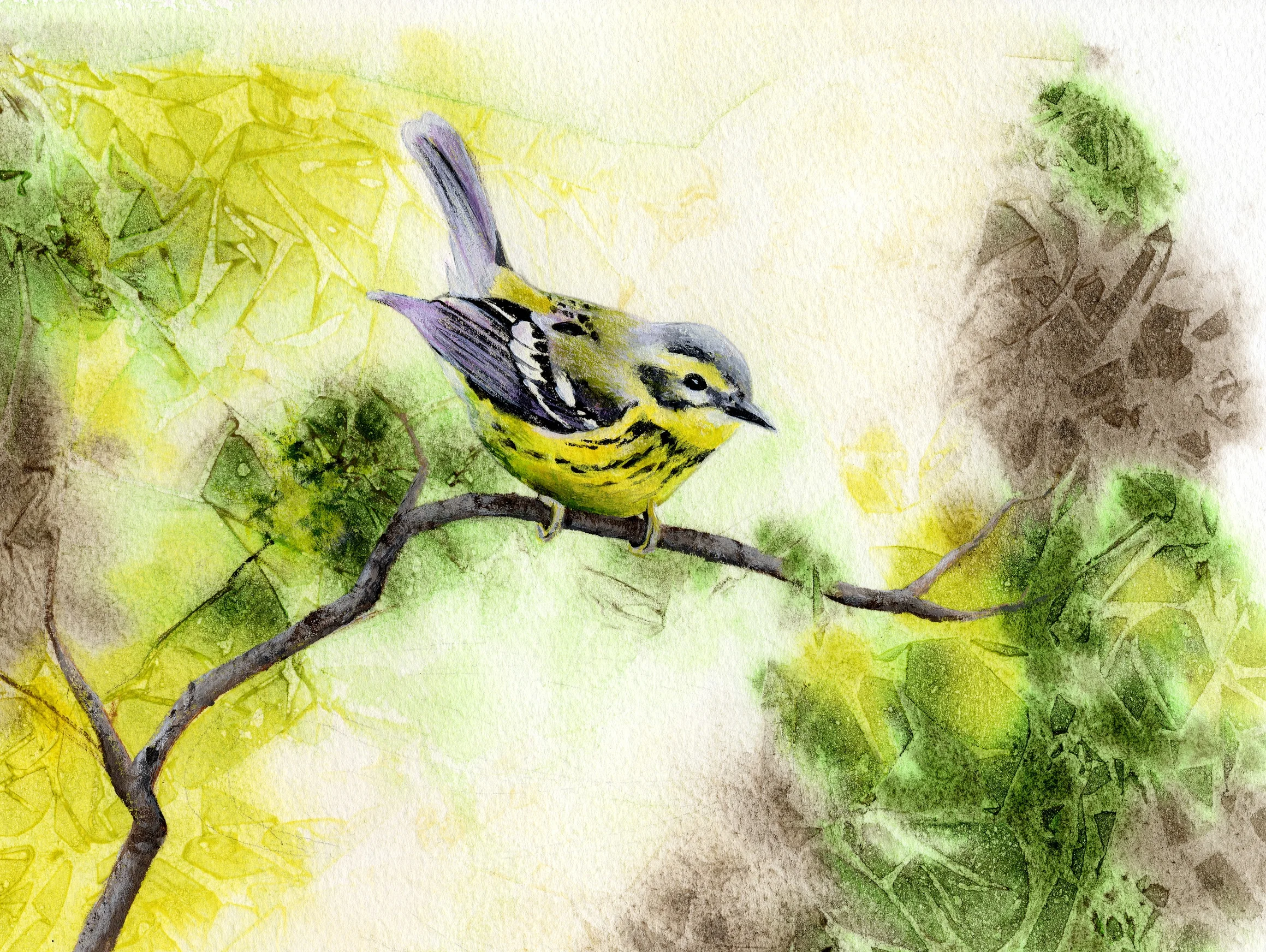 Magnolia Warbler