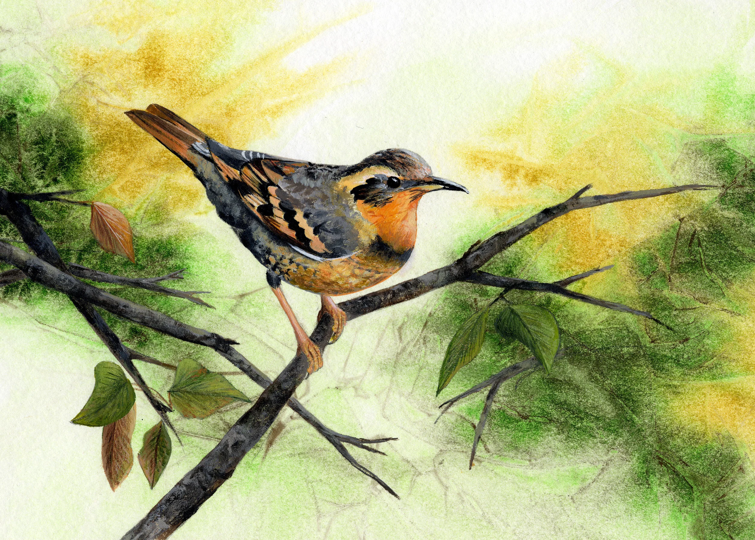 Varied Thrush 5x7.jpg