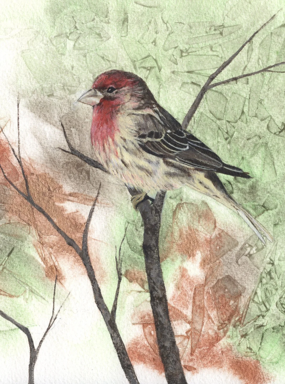 HouseFinch.jpg