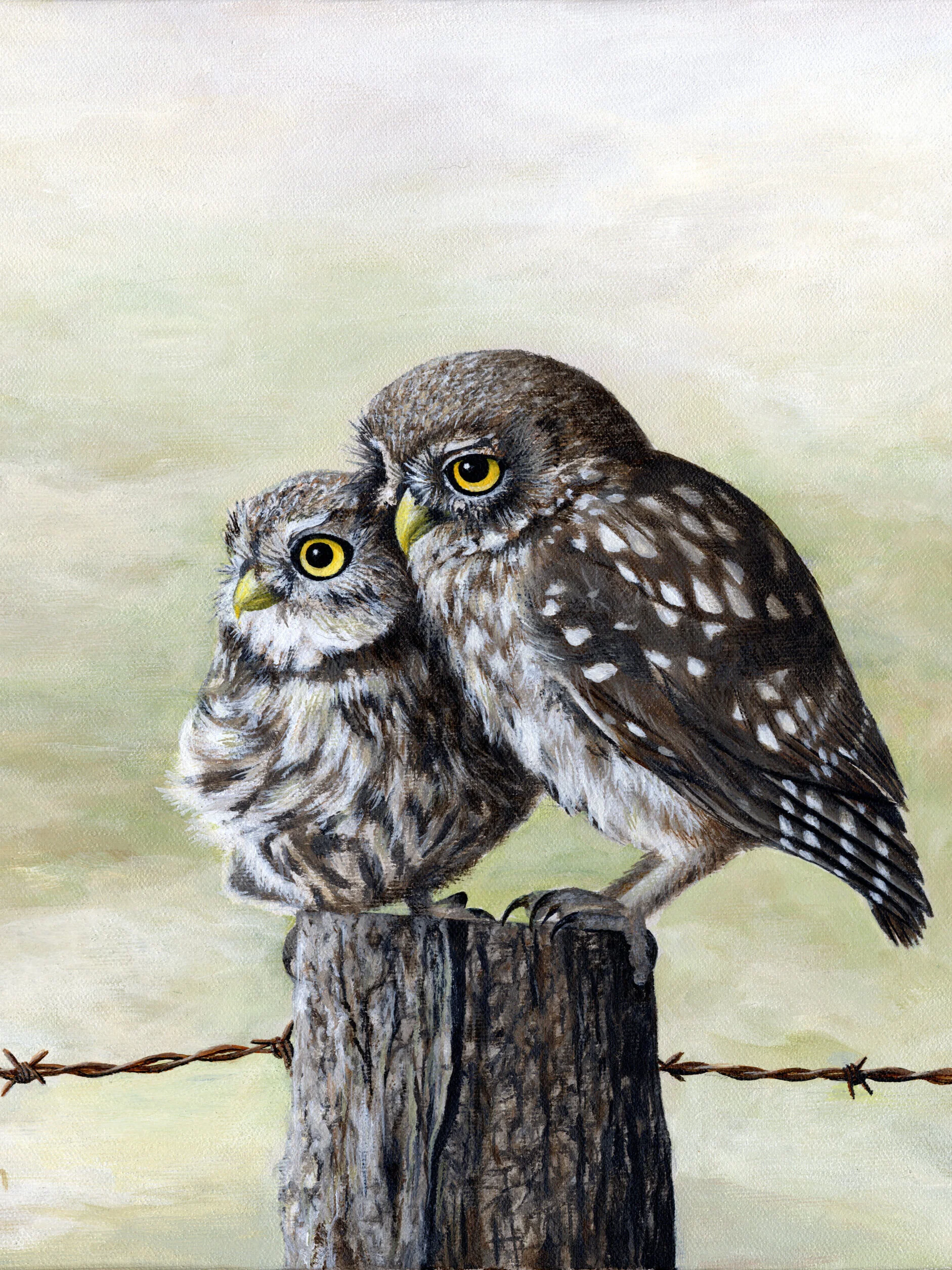 Pair+of+Owls.jpg