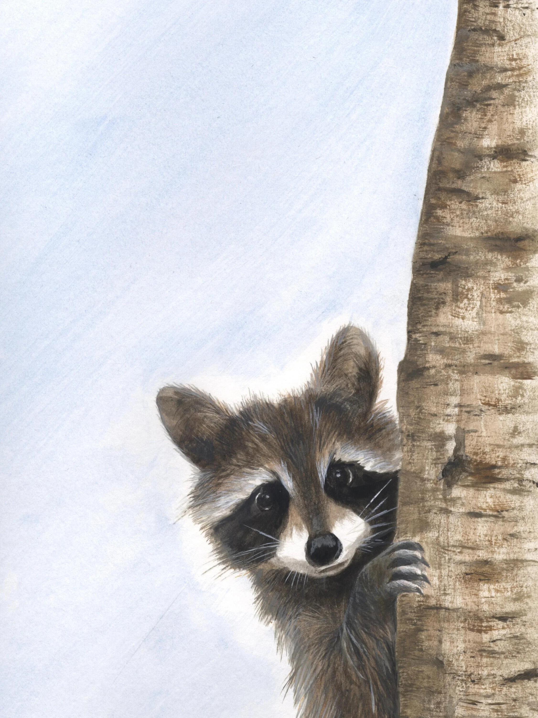 Racoon.jpg