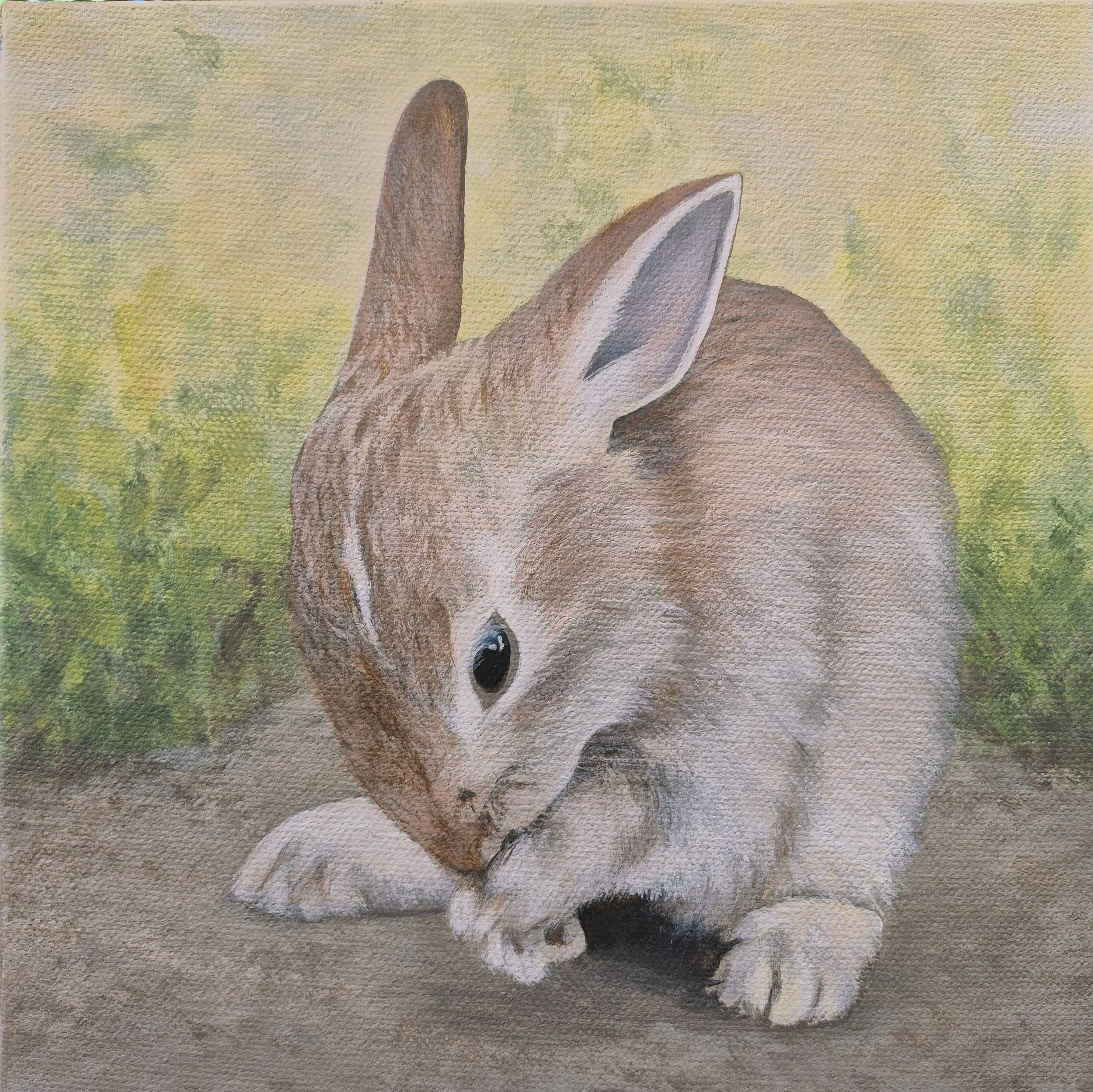 Baby Cottontail