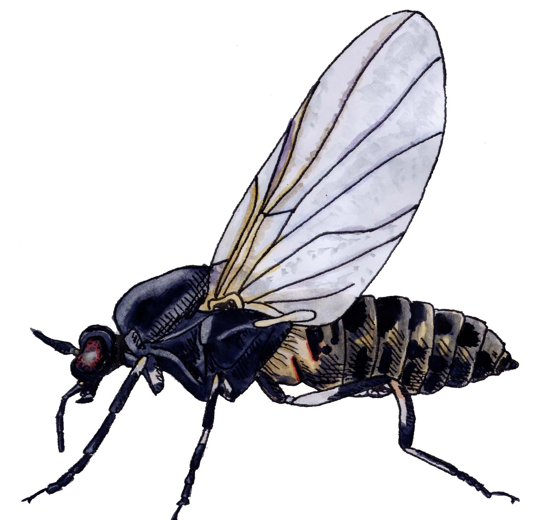 It's Fly Season! Here They Come!