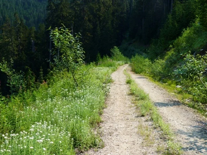 Reopening the Road to Circle Peak Trail?