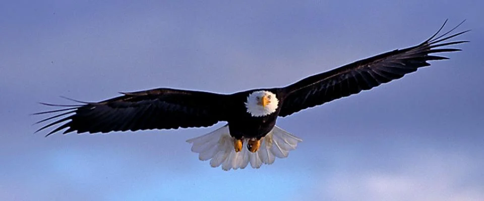 You Can be an Official Eagle Watcher along the Skagit River