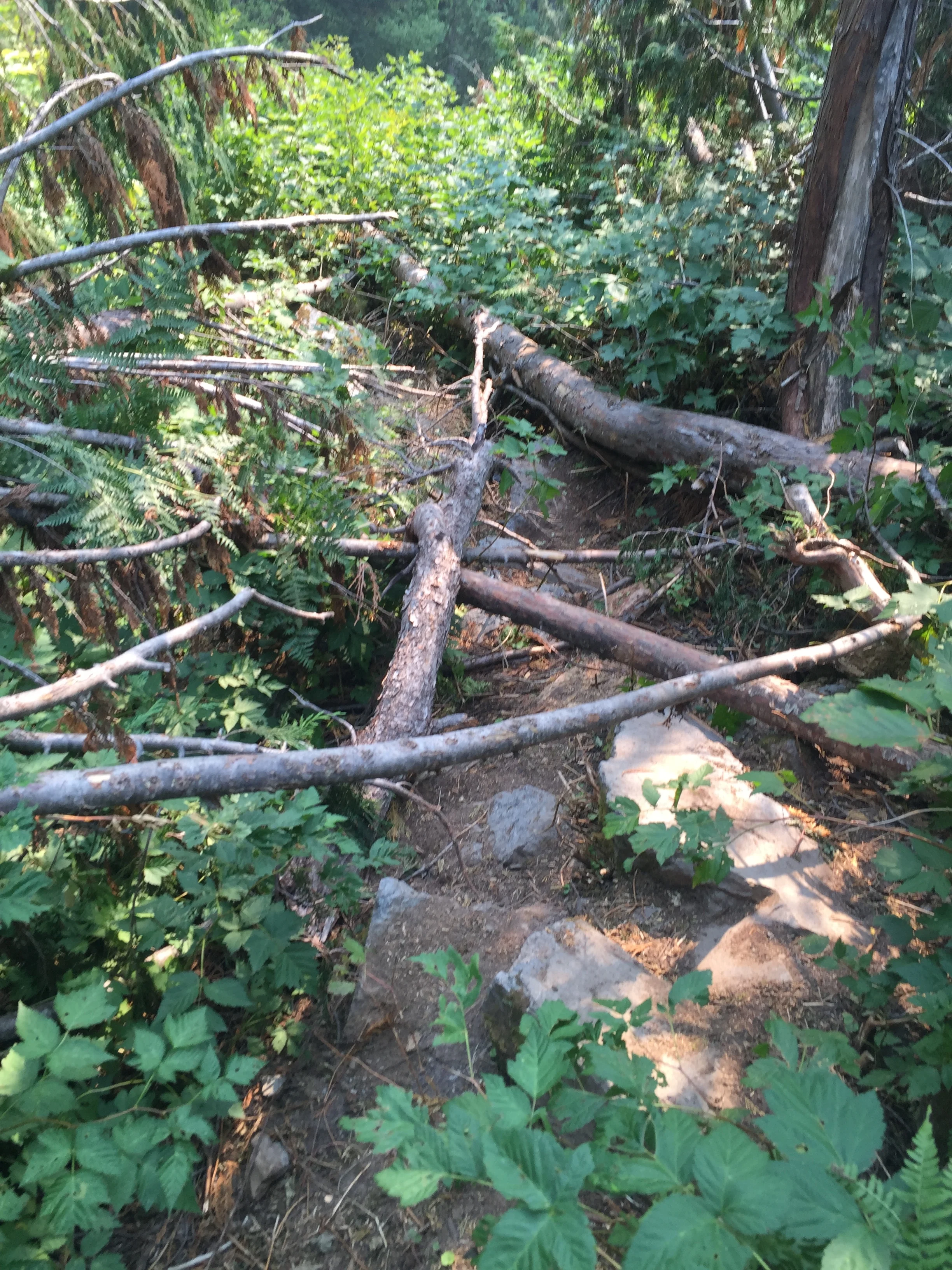 Storms: Damage to Your Favorite Trail