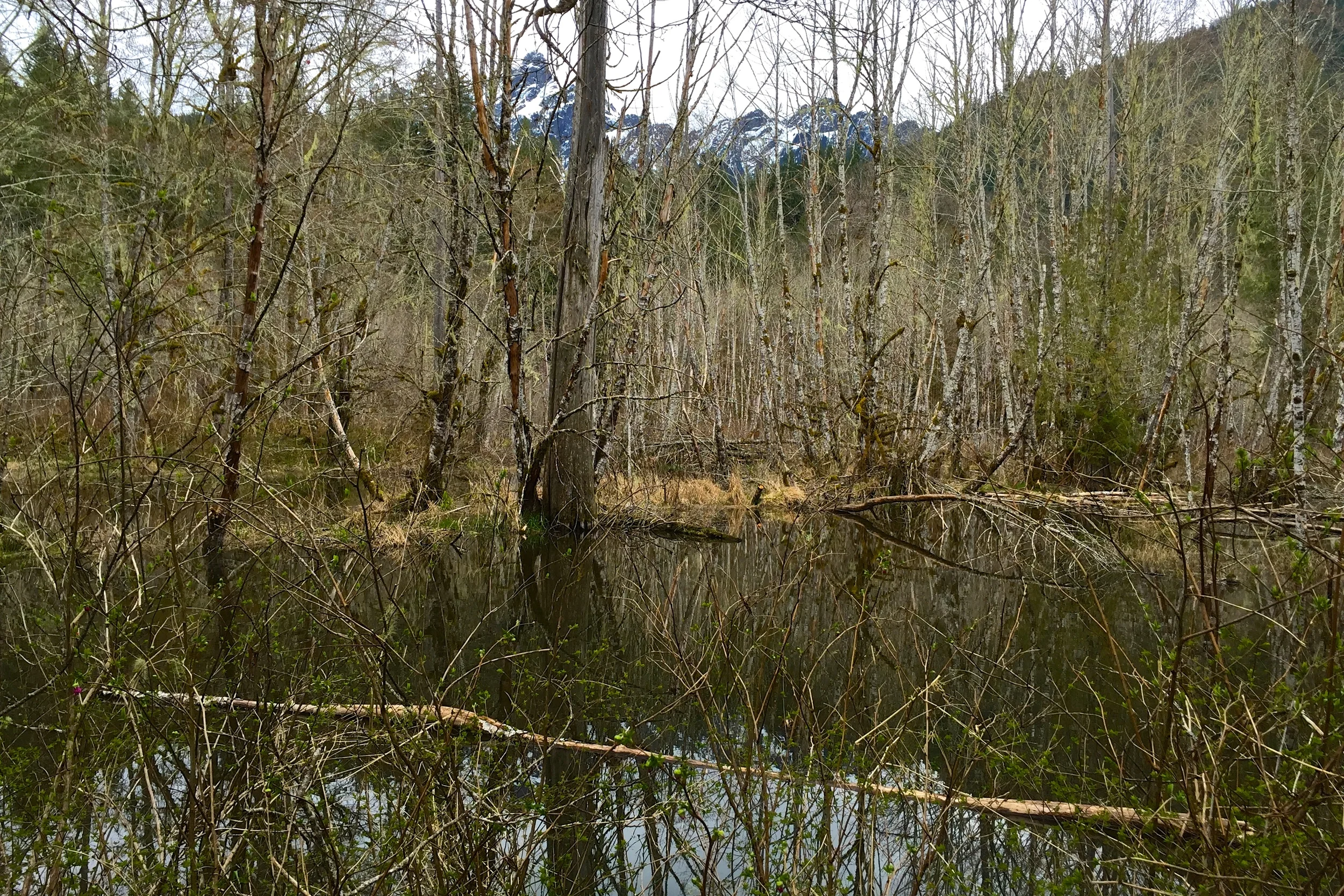Beaver Lake: Reggie's First Complete Hike
