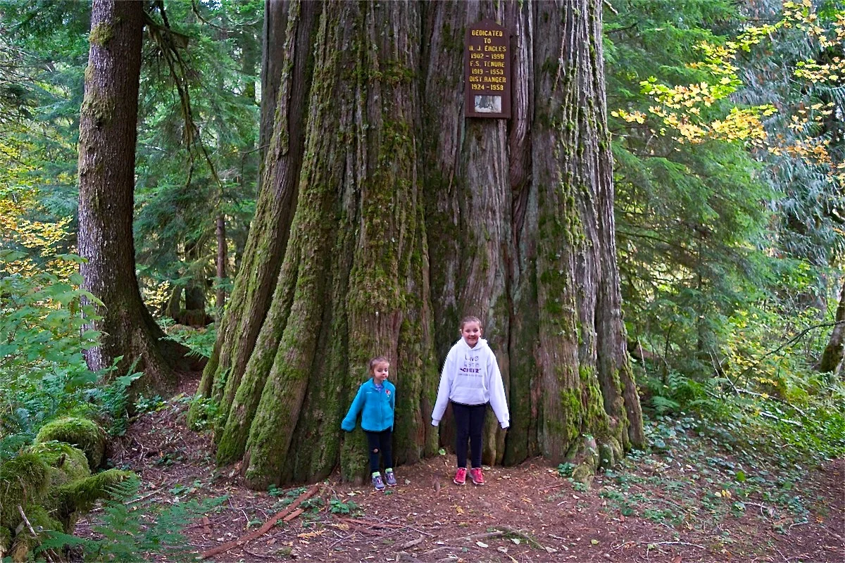 Harold Engles' Huge Tree