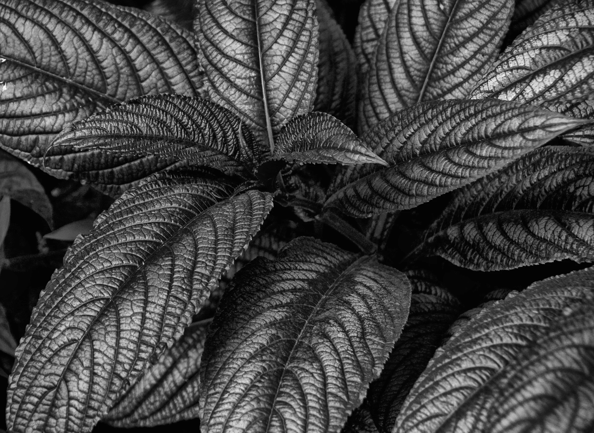 VEINS