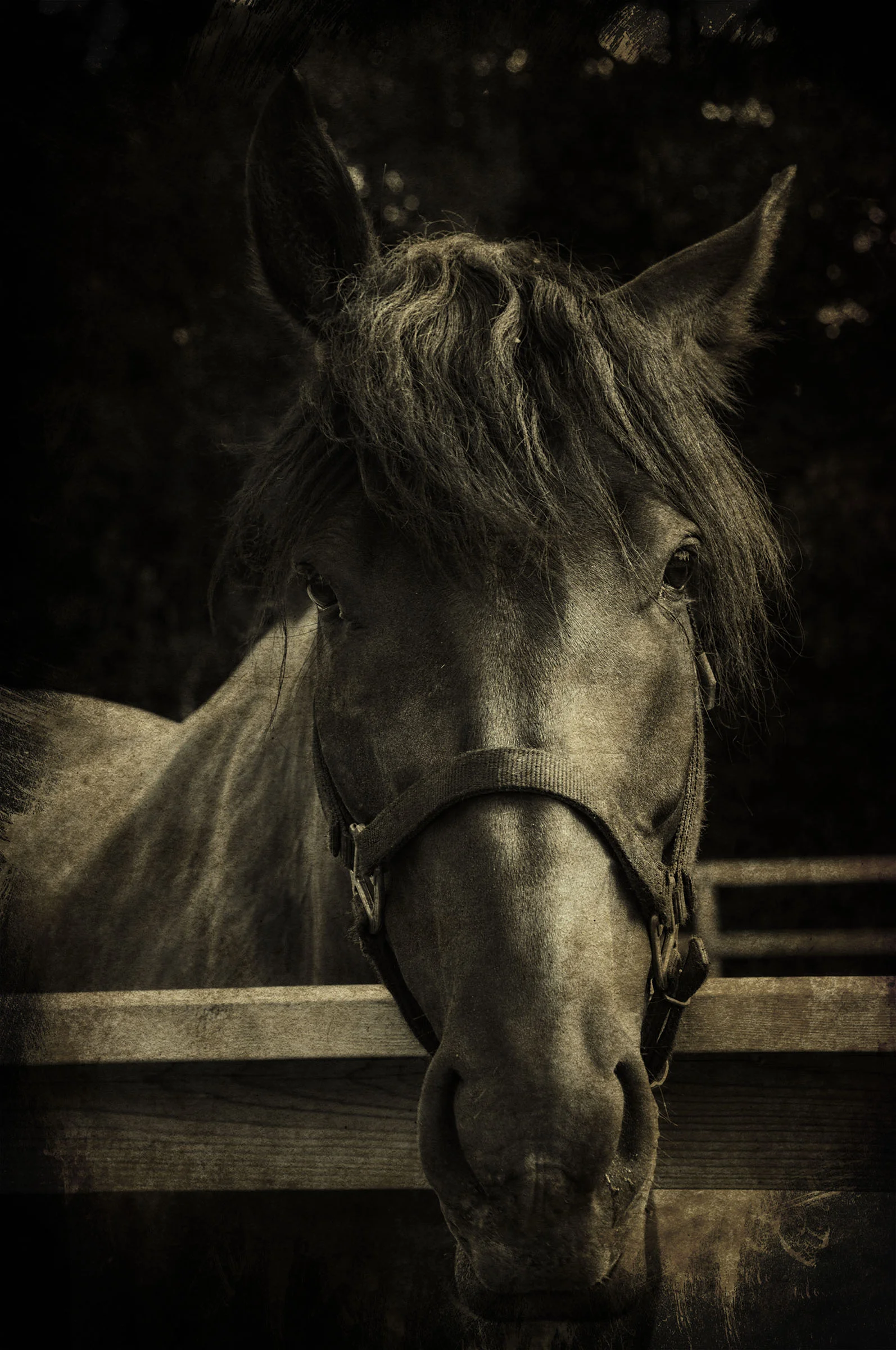 POLICE HORSE