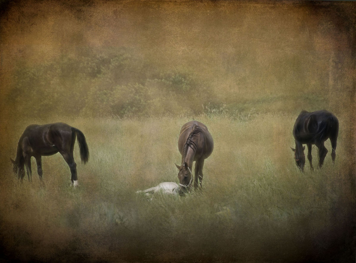 HORSES WITH FOAL