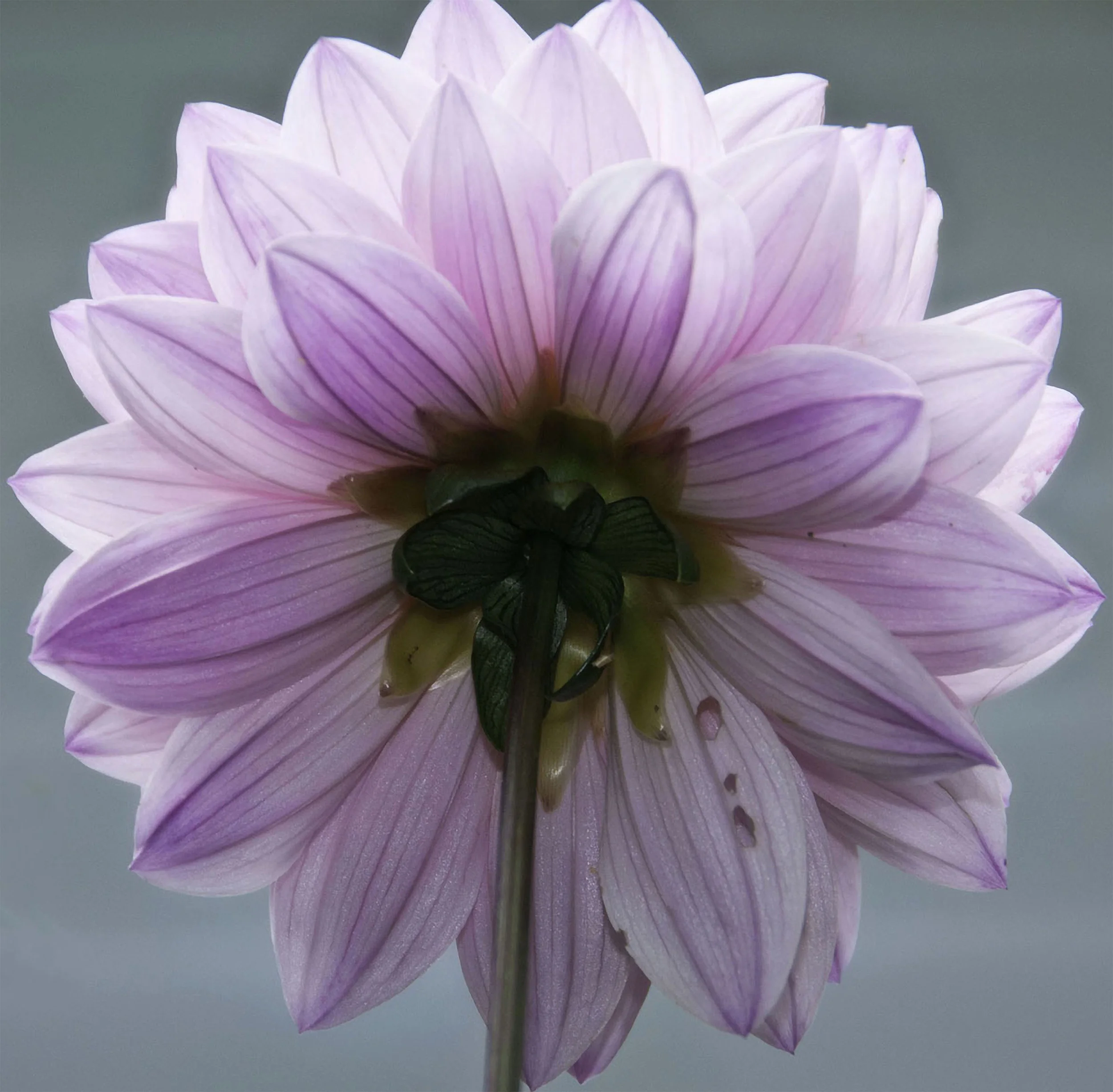 - FLOWER 2.jpg